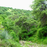 Oak woodland, arroyo, Sierra Azul - J. Rorabaugh