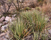 Agave schottii, Sierra Azul, Rancho El Aribabi