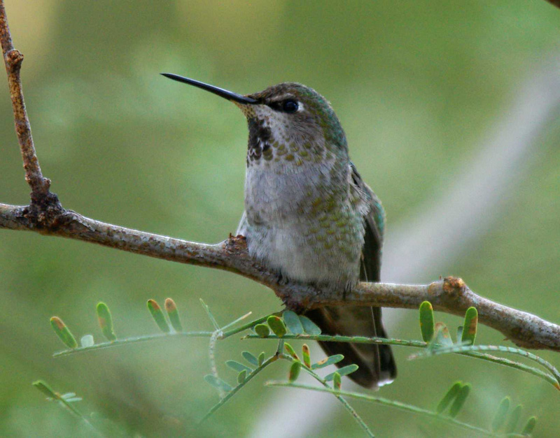 Annas hummingbird, Rancho Aribabi - J. Rorabaugh