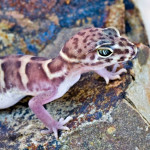 Banded gecko (port) El Aribabi  - J. Rorabaugh