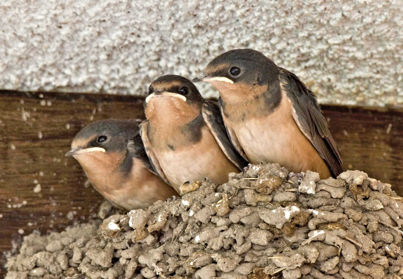 Barn swallows in nest, Rancho El Aribabi - J. Rorabaugh