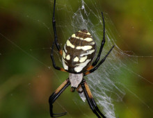 Black and yellow garden spider, Rancho Aribabi - J. Rorabaugh