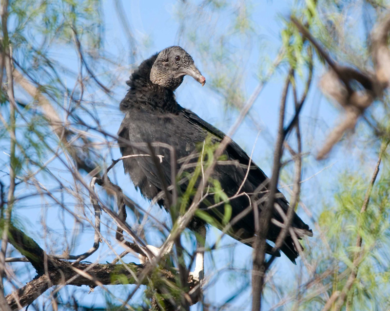 Black vulture, Gardner Cyn Rd, AZ - J. Rorabaugh
