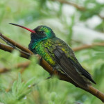 Broad-billed hummingbird (male) Tucson - J. Rorabaugh