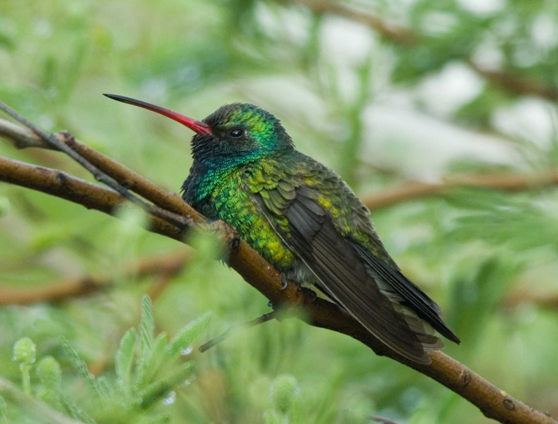 Broad-billed hummingbird (male) Tucson - J. Rporabaugh