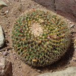 Cactus, Sierra el Pinitos, Son - J. Rorabaugh