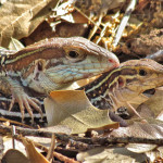 Canyon Spotted Whiptails, Sierra Azul  - J. Rorabaugh