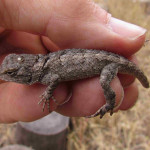 Clark's Spiny Lizard, Casitas, Rancho El Aribabi - J. Rorabaugh