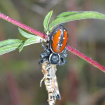Jumping Spider with  Grasshopper - Rancho El Aribabi - J. Rorabaugh