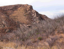Dry season ocotillo, Sierra Azul, Rancho El Aribabi - J. Rorabaugh