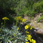 Encelia and thornscrub, Rancho Aribabi - J. Rorabaugh
