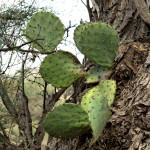 Epiphytic prickley pear cactus, Rio Cocospera, Rancho El Aribabi - J. Rorabaugh