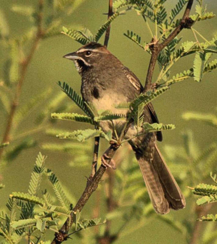 Five-striped Sparrow, Rancho El Aribabi - J. Rorabaugh
