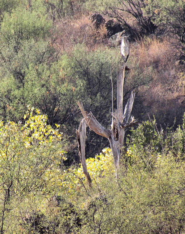 Great blue heron atop Saguaro skeleton, Rancho El Aribabi - J. Rorabaugh