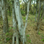 Hackberry thicket, Rio Cocospera - J. Rorabaugh
