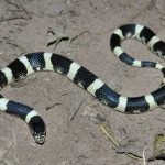 Longnosed snake, Rancho Aribabi, Son - J. Rorabaugh