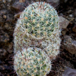 Mammalaria, Sierra el Pinitos - J. Rorabaugh