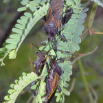 Mesquite bugs, Rancho Aribabi - J. Rorabaugh