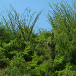 Ocotillos and saguaro, Rancho Aribabi - J. Rorabaugh