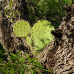 Prickley pear, epiphytic in a mesquite - J. Rorabaugh