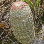 Rainbow cactus, Sierra Azul - J. Rorabaugh