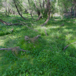 Rancho Aribabi Cienega - J. Rorabaugh