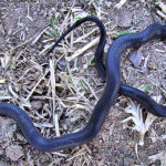 Ring-necked snake - Rio Cocospera - J. Rorabaugh