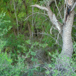 Rio Cocospera, riparian thicket  - J. Rorabaugh