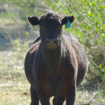 Steer, Rancho el Aribabi - J. Rorabaugh