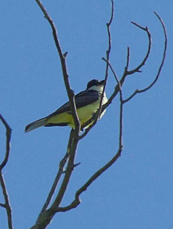 Thick-billed kingbird, Rio Cocospera - J. Rorabaugh