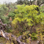 Walnut and oaks, Sierra Azul Aribabi - J. Rorabaugh