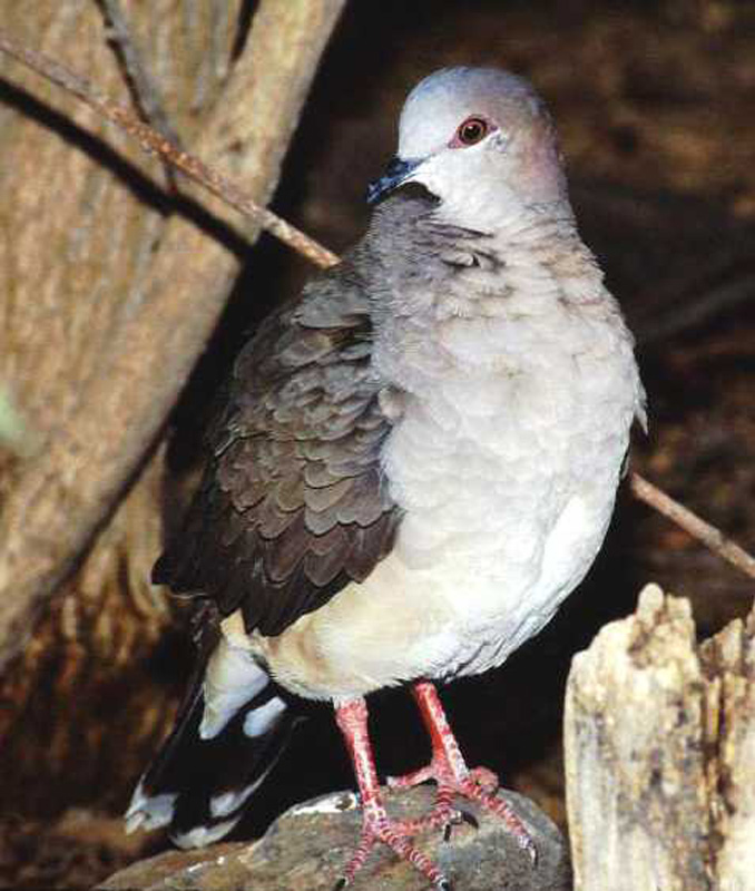 White-tipped dove - J. Rorabaugh