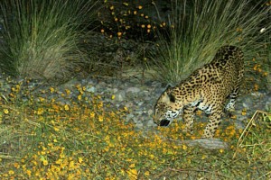 Jaguar at El Aribabi. Photo taken 3 November 2010. ©2010 Sky island Alliance / El Aribabi.
