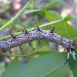 Citheronia splendens, Lepidoptera, Saturniidae - Sky Jacobs