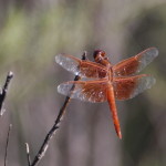 Libellula saturata male, Orange Skimmer, Order: Odonata, Family: Libellulidae - Sky Jacobs