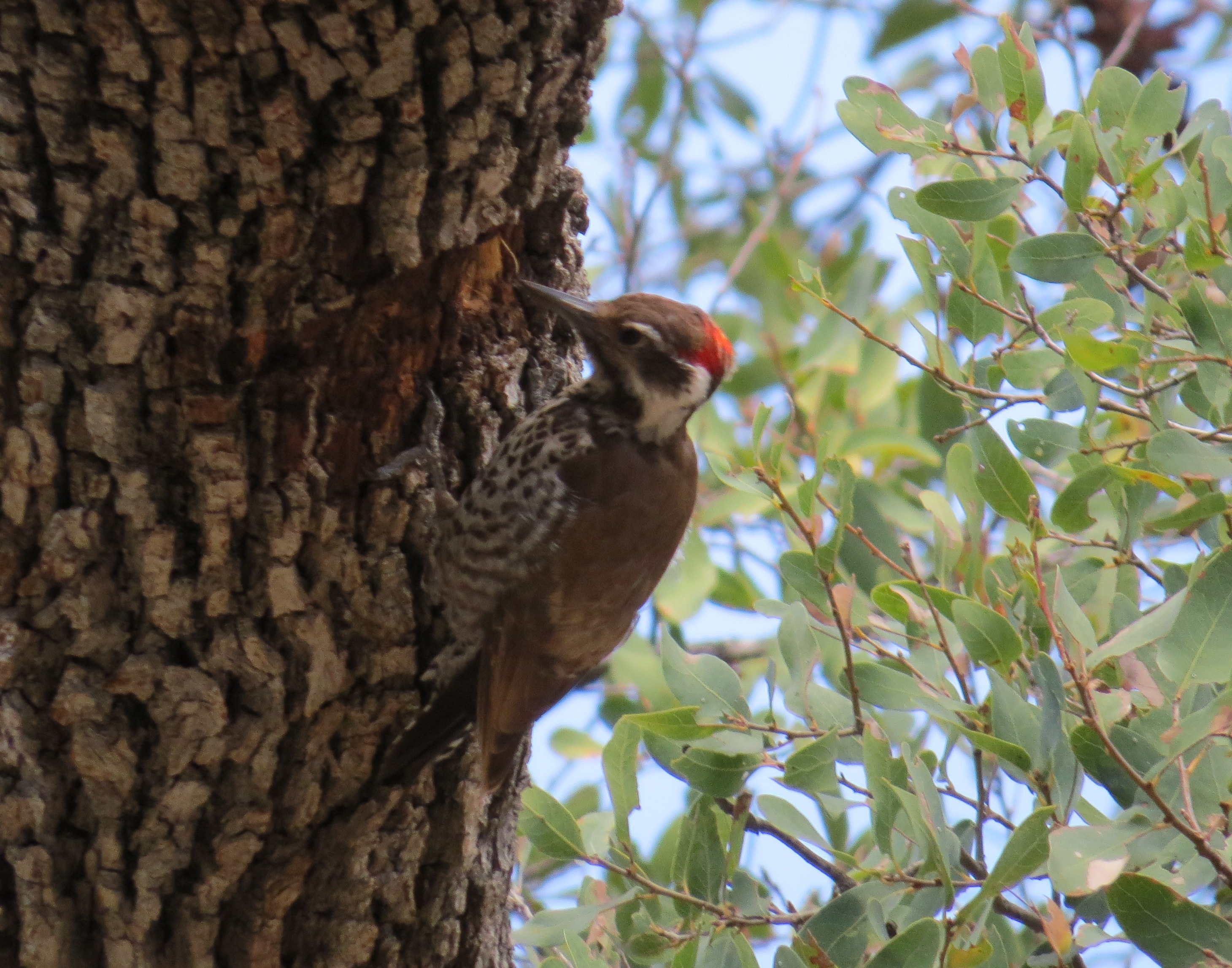 Arizona Woodpecker at Rancho El Aribabi