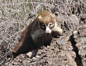 Coati at Rancho El Ariabi April 2014 - Photo Jim Rorabaugh