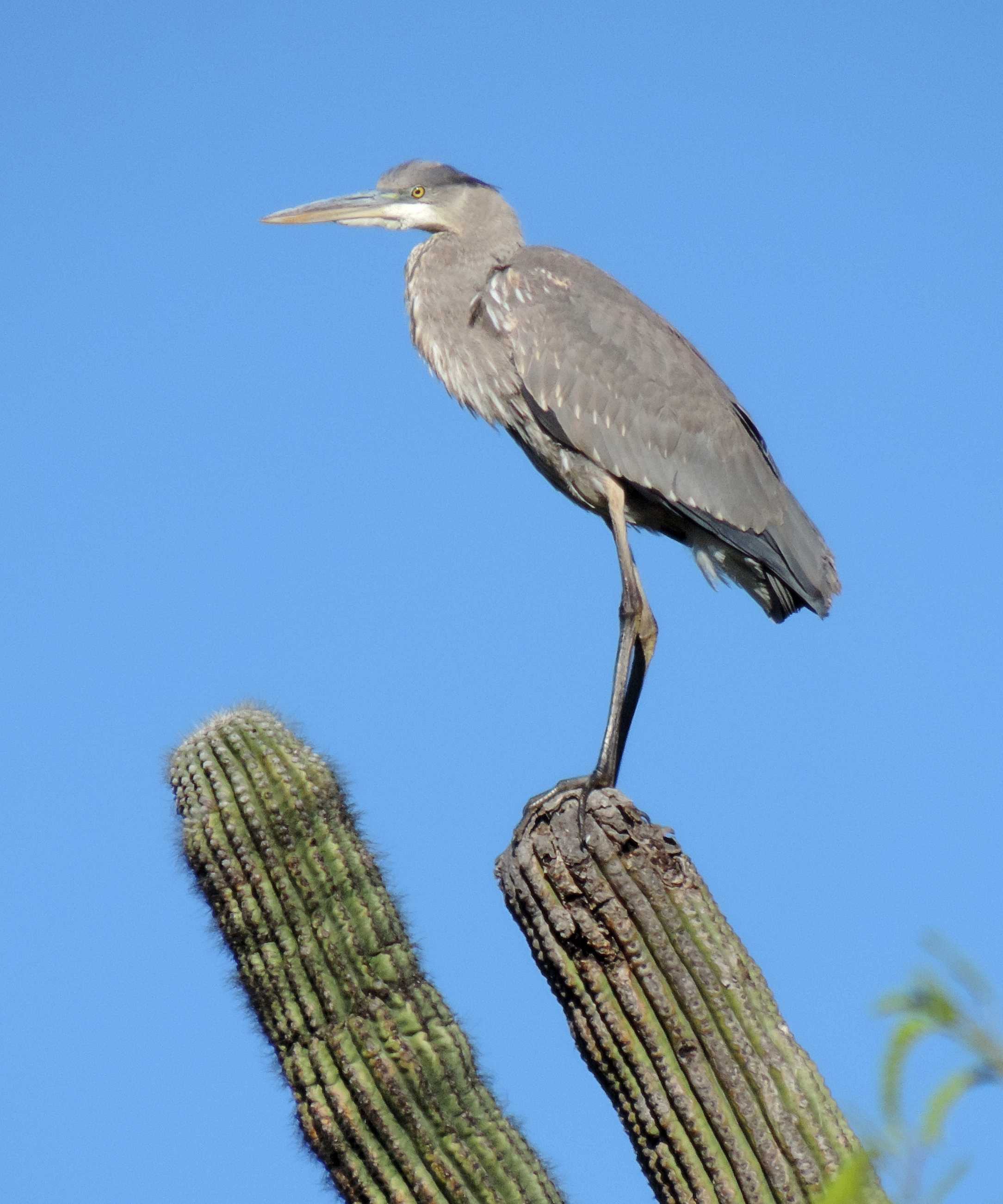 Great Blue Heron on Saguaro - Jim Rorabaugh