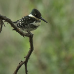 Green Kingfisher at Rancho El Aribabi - Jim Rorabaugh