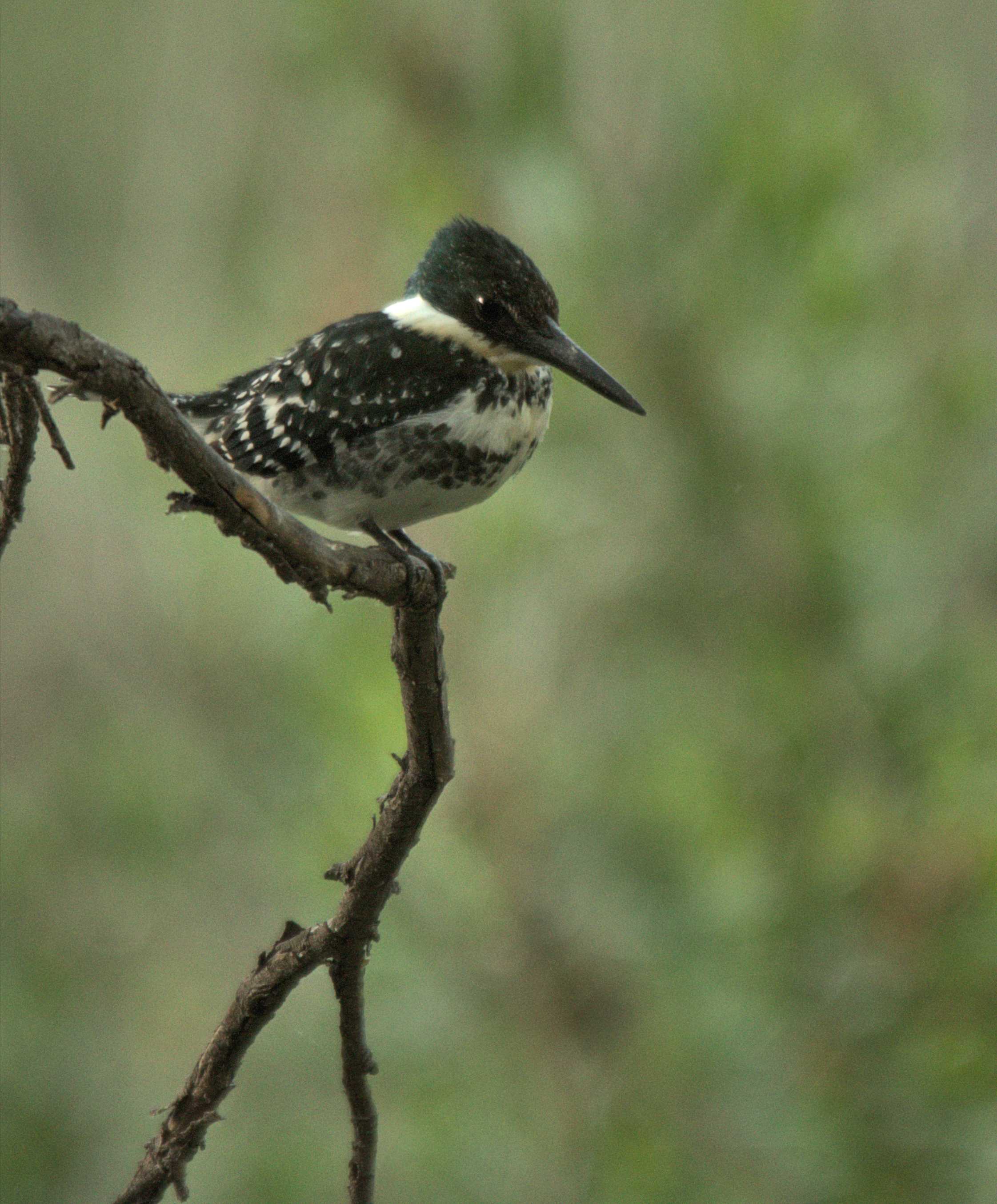 Green Kingfisher at Rancho El Aribabi - Jim Rorabaugh