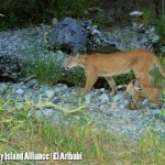 Mountain Lion and kitten at Rancho El Aribabi - Carlos R. Elias