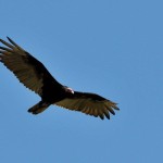 Turkey Vulture at Rancho El Aribabi