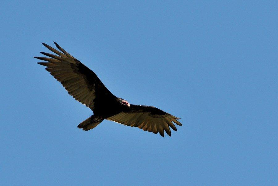 Turkey Vulture at Rancho El Aribabi