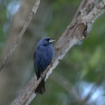 Blue Grosbeak - Rancho El Aribabi - J. Rorabaugh