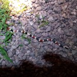 Arizona Coral Snake (Micruroides euryxanthus) - Rancho El Aribabi - D. Duncan
