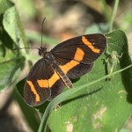 Elf Butterfly - Rancho El Aribabi - J. Rorabaugh