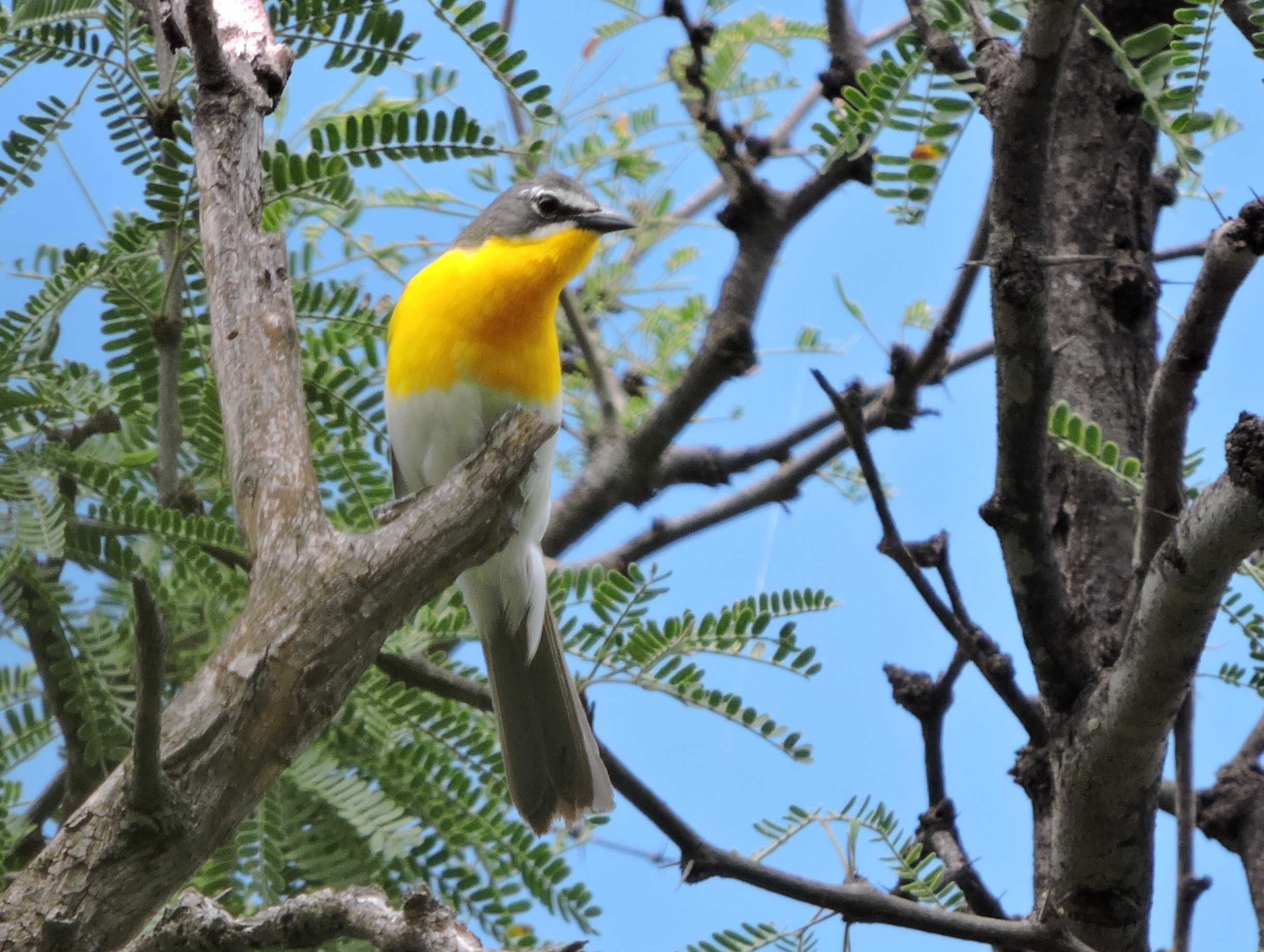 Yellow-breasted Chat - Rio Cocospera - J. Rorabaugh