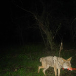 Coyote Mes Hack cam