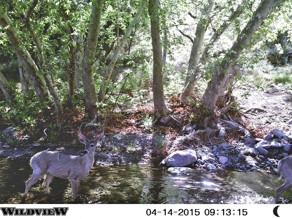 White-tailed Deer, Las Palomas