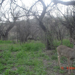 White-tailed deer Mes Hack cam